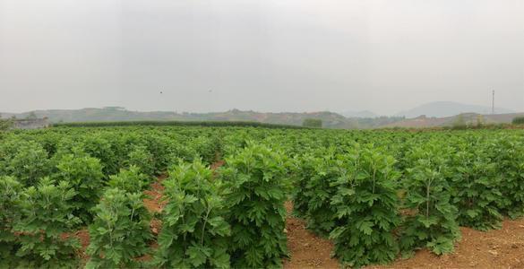 北京生物科技艾草种植及系列产品开发项目报告申请立项